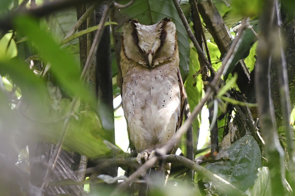 Sri Lanka Bay-Owl - ML658191950