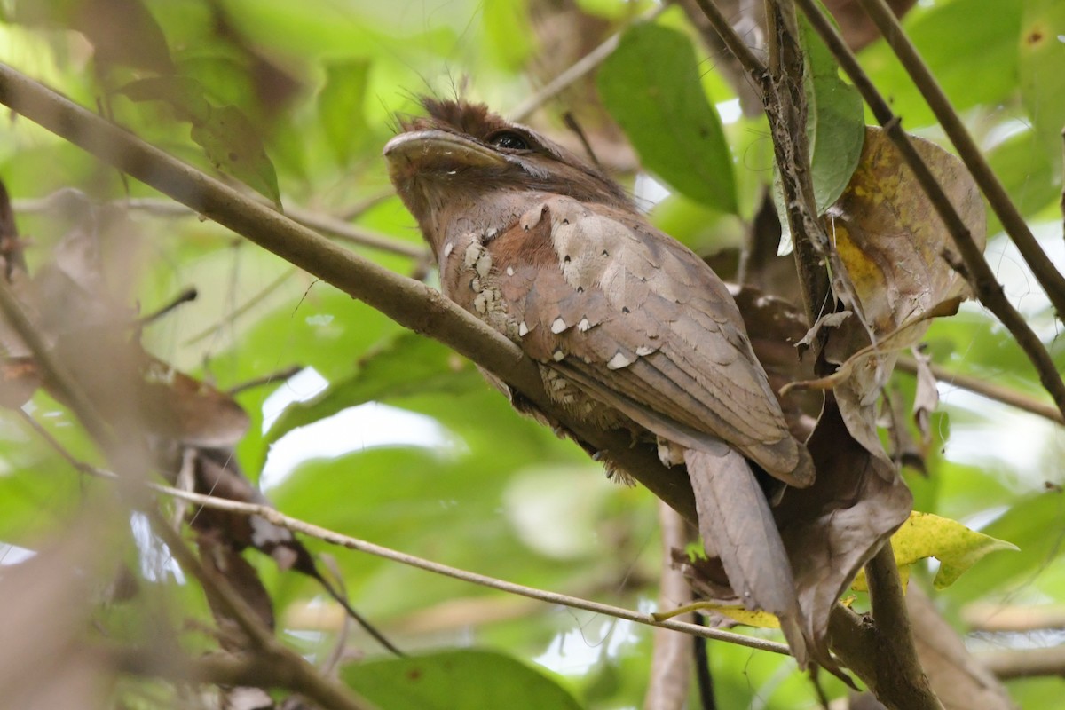 Sri Lanka Frogmouth - ML658192014