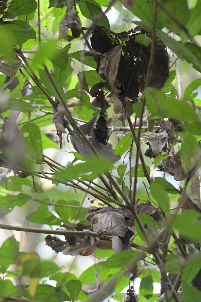 Sri Lanka Frogmouth - ML658192015