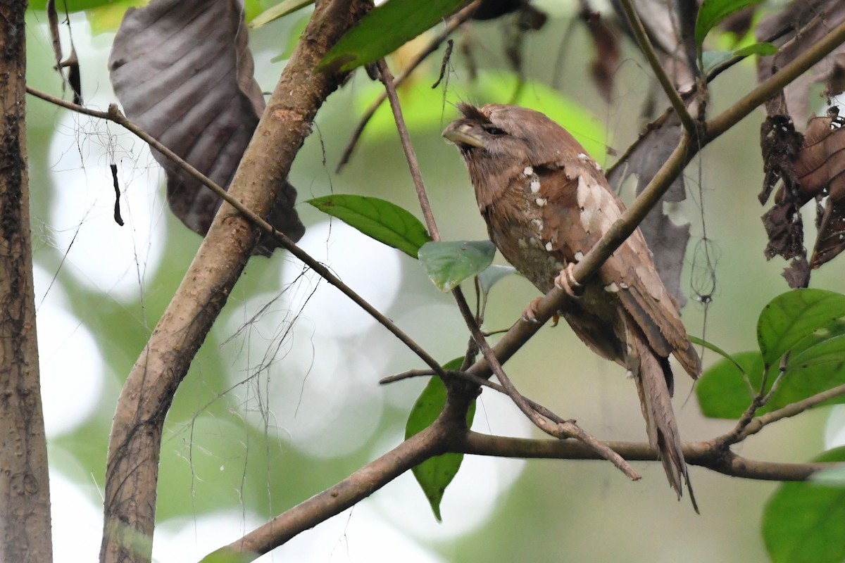 Sri Lanka Frogmouth - ML658192016