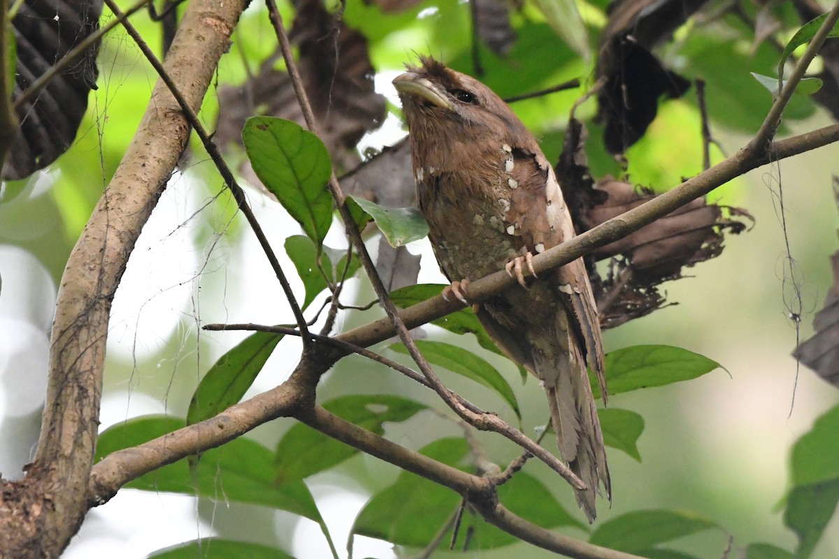 Sri Lanka Frogmouth - ML658192017
