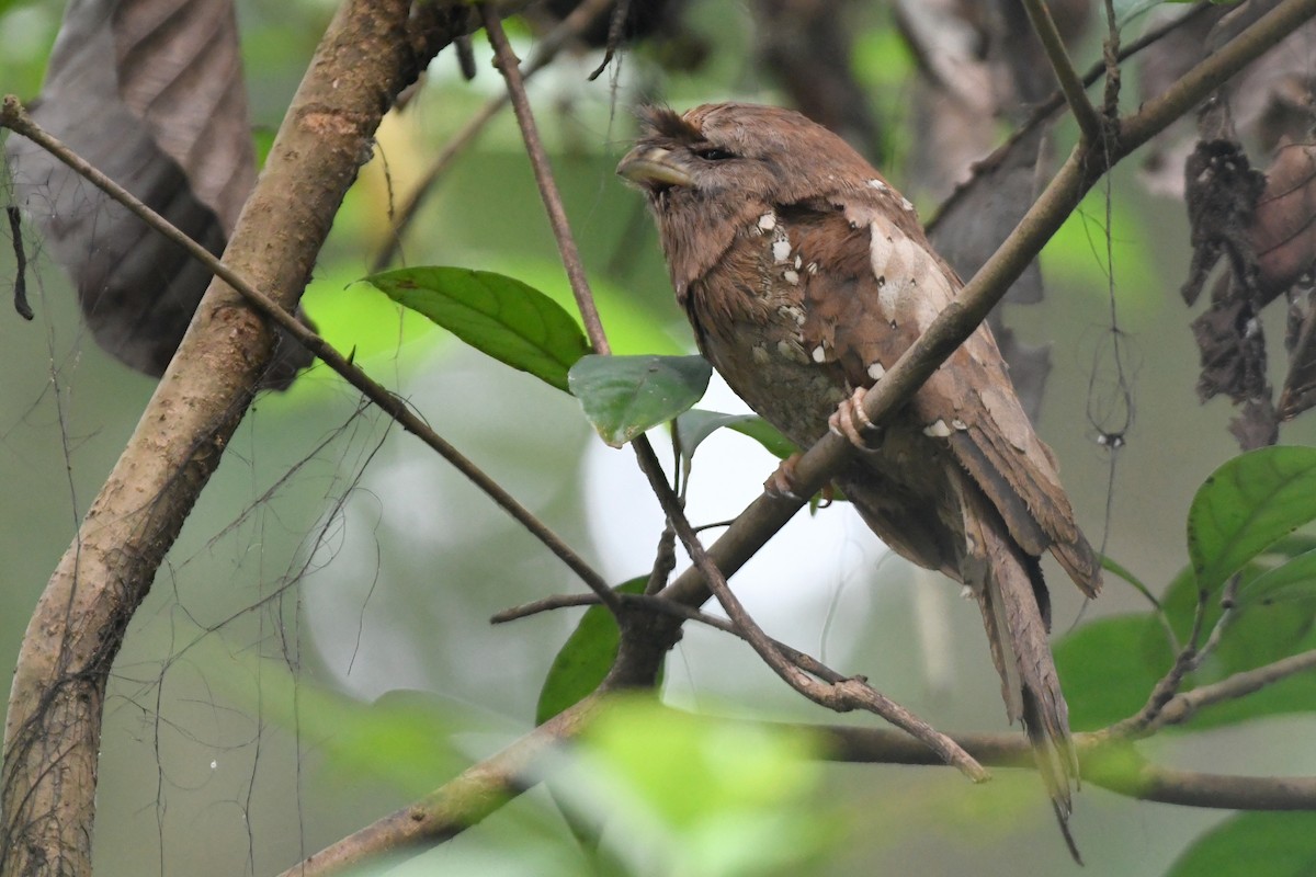 Sri Lanka Frogmouth - ML658192018