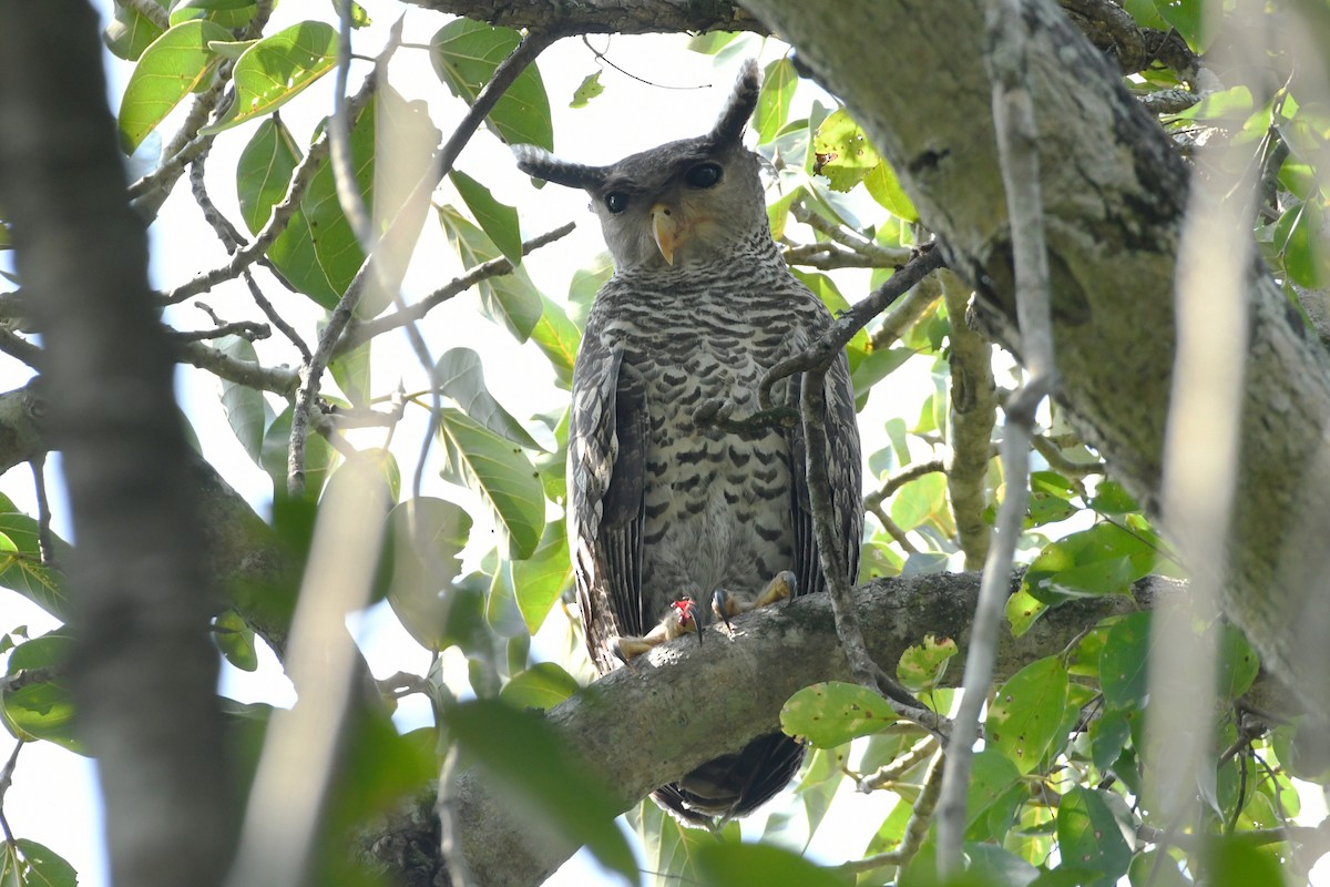 Spot-bellied Eagle-Owl - ML658192303