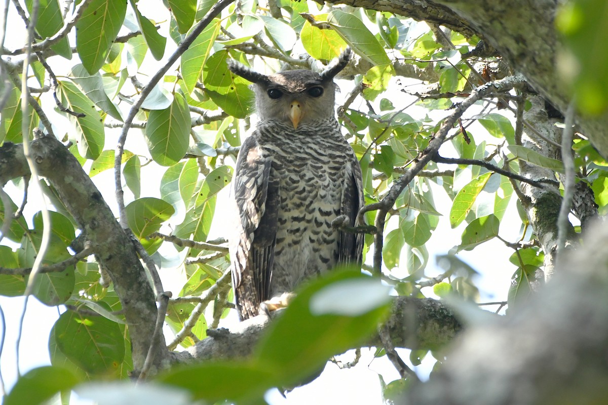 Spot-bellied Eagle-Owl - ML658192304