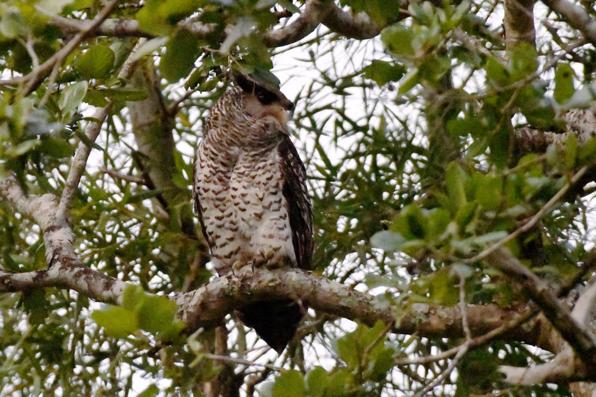 Spot-bellied Eagle-Owl - ML658192305