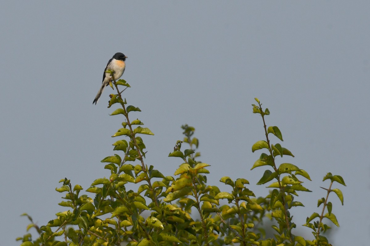 White-bellied Minivet - ML658192455