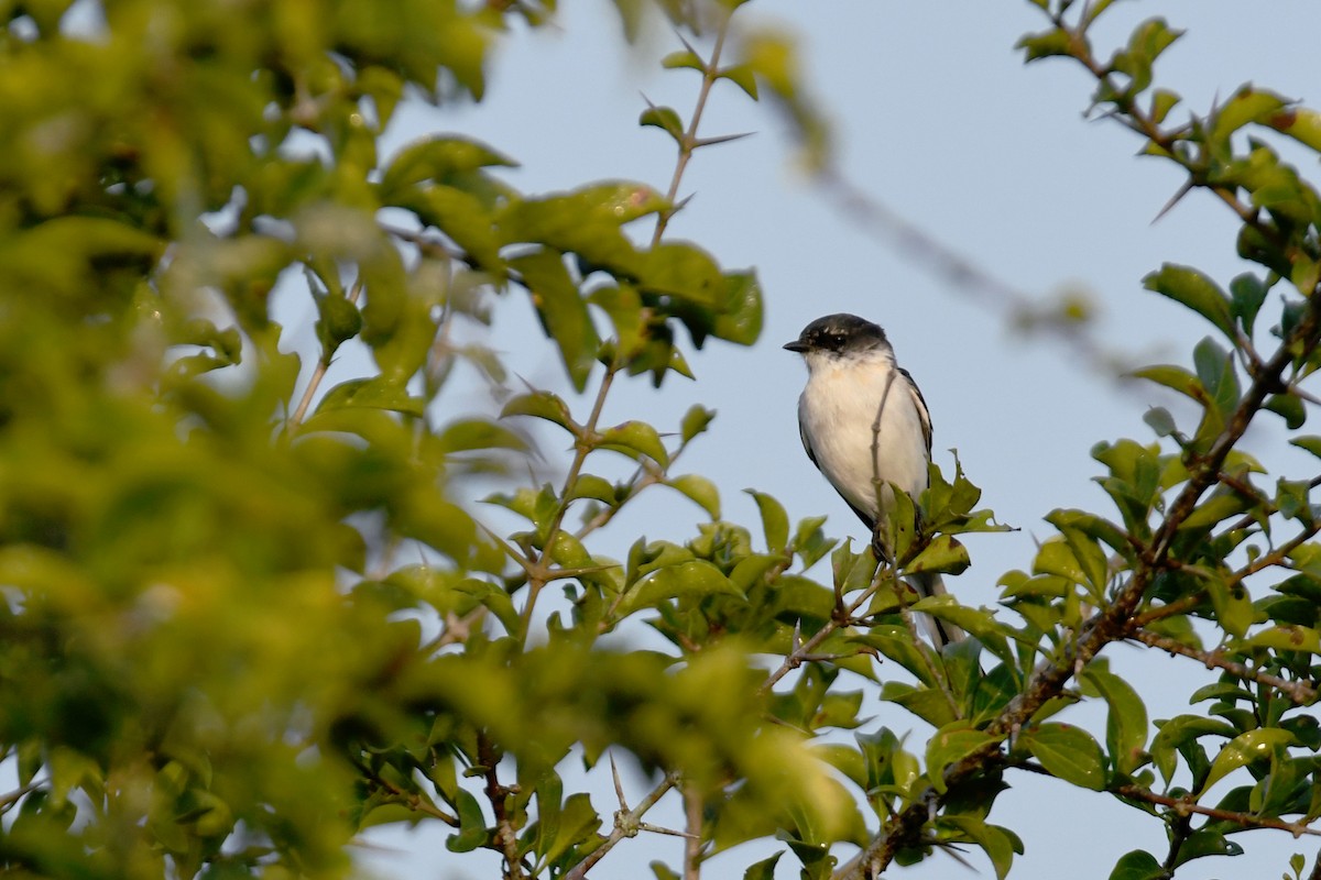 White-bellied Minivet - ML658192456