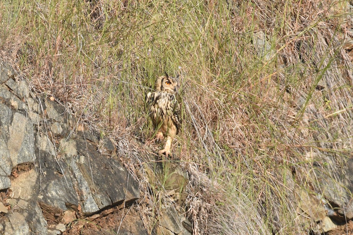 Rock Eagle-Owl - ML658192605
