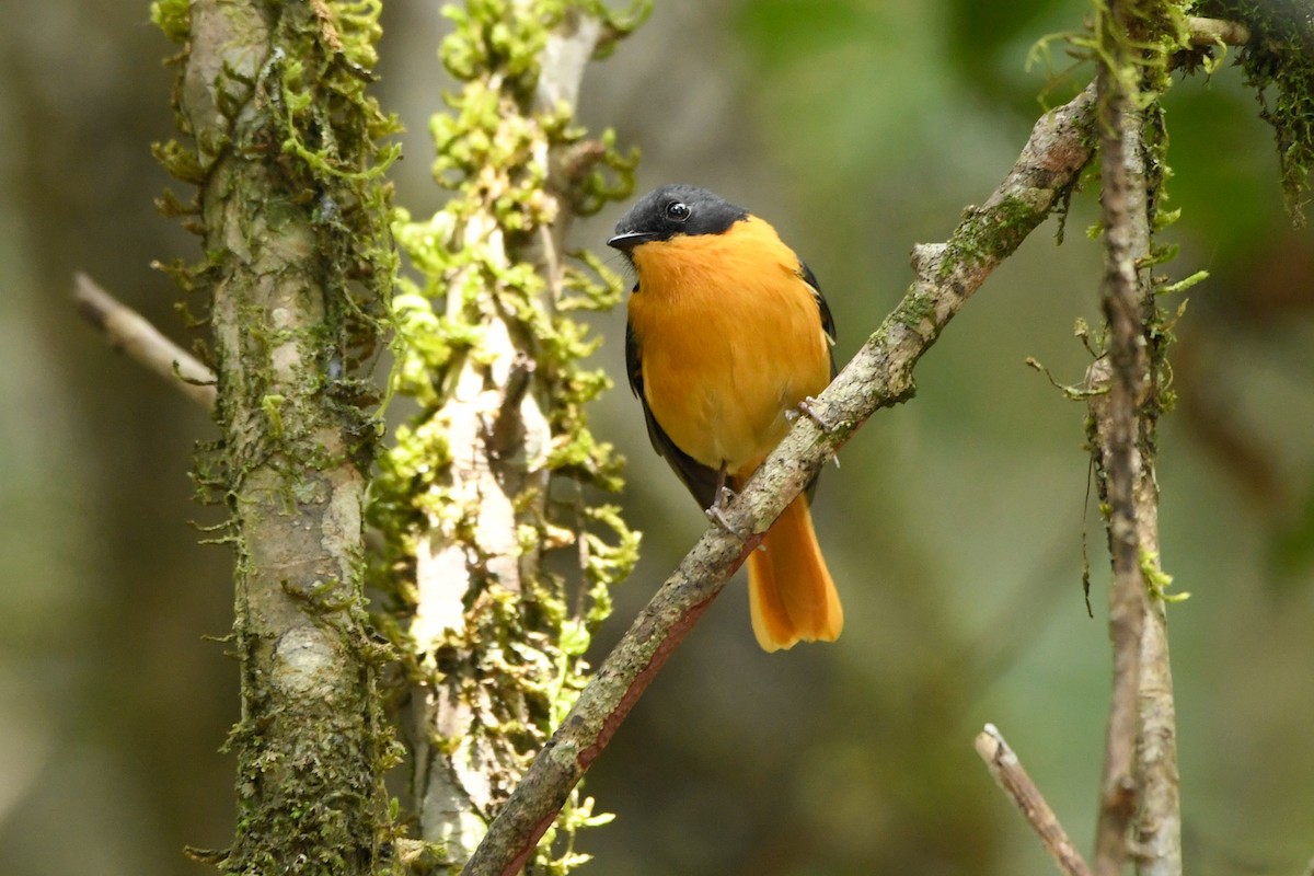 Black-and-orange Flycatcher - ML658192849