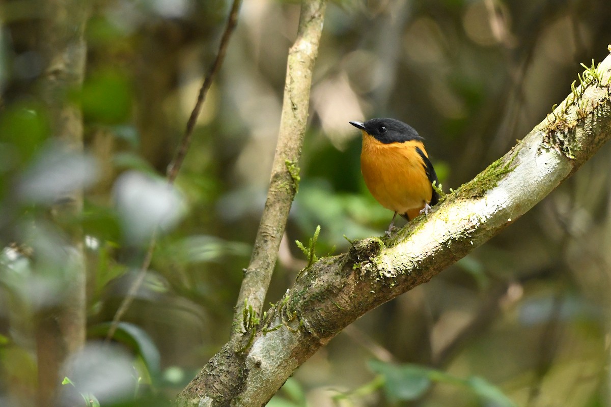 Black-and-orange Flycatcher - ML658192850