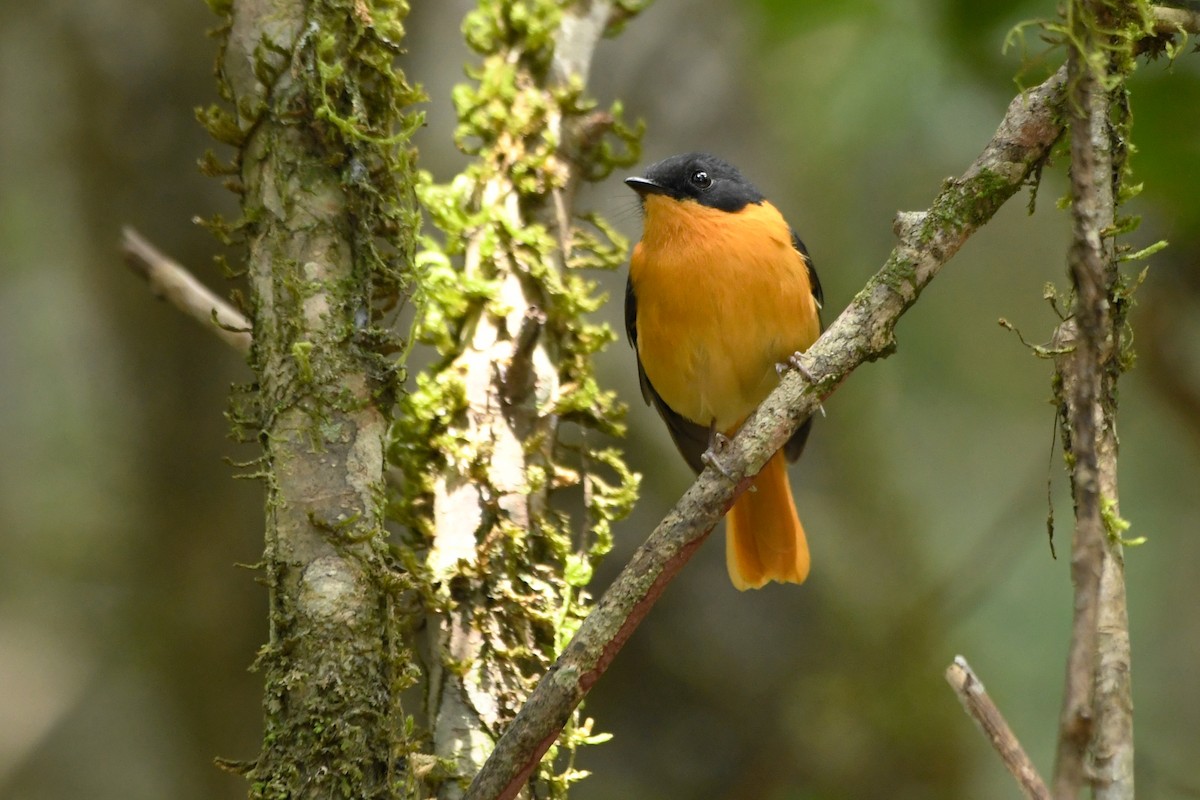 Black-and-orange Flycatcher - ML658192851