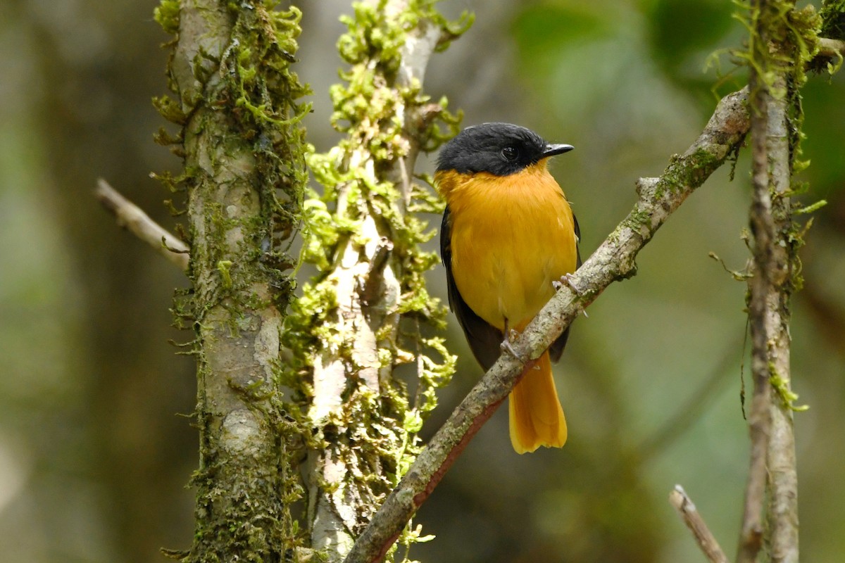 Black-and-orange Flycatcher - ML658192852
