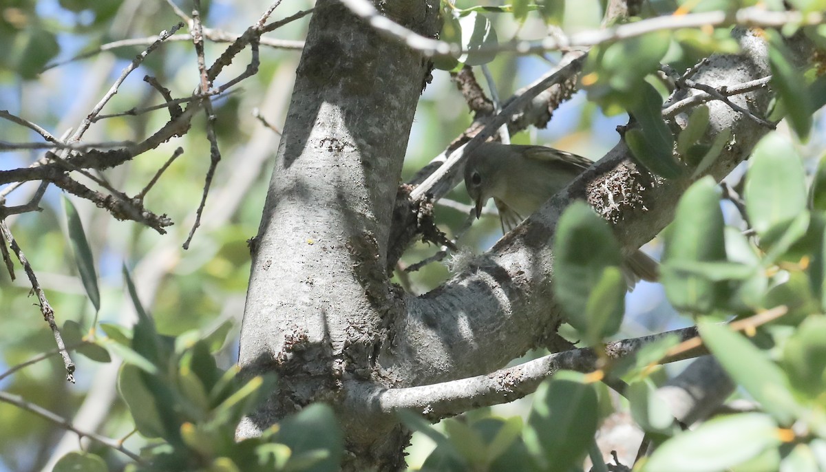 Dusky Flycatcher - ML658193392
