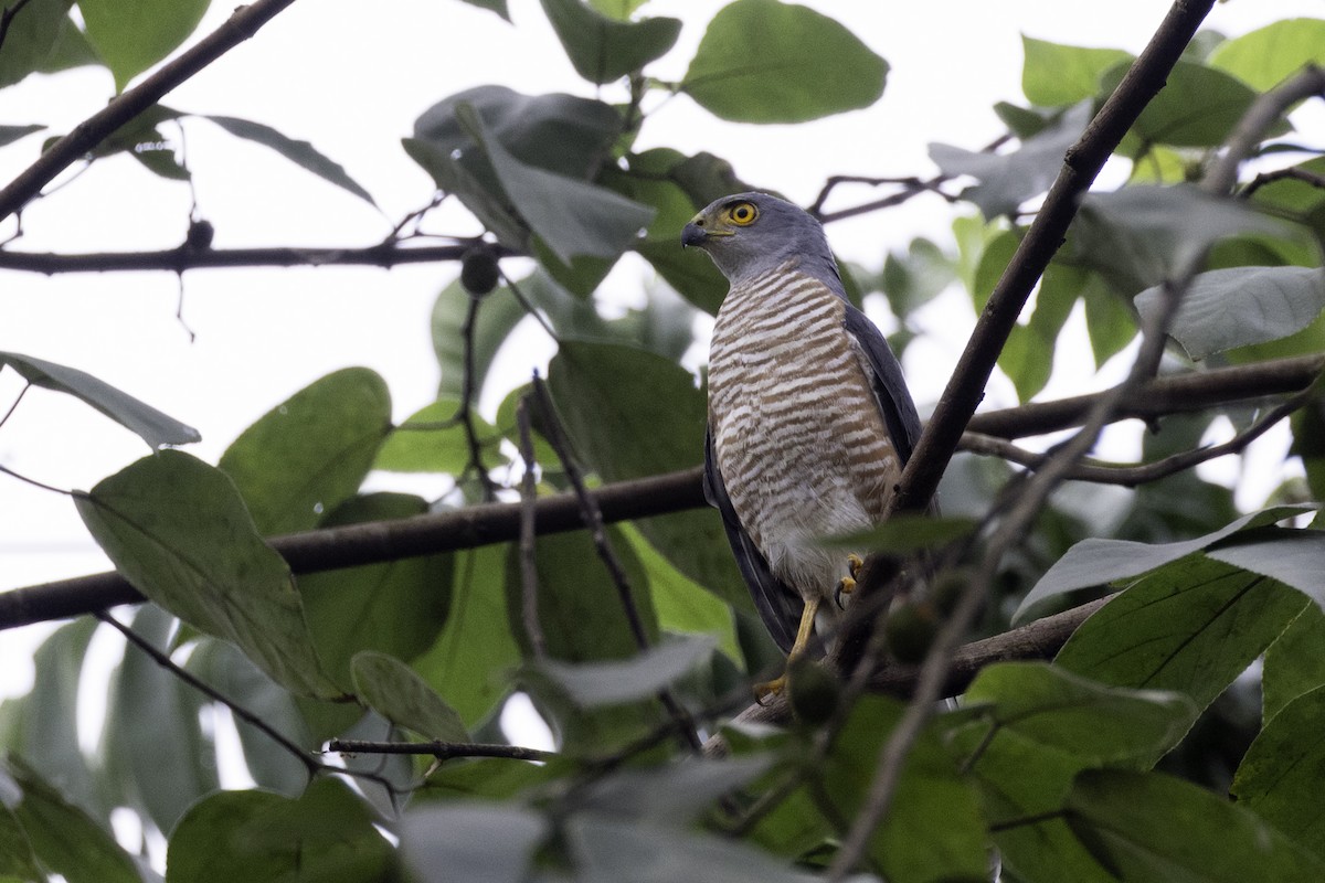 African Goshawk - ML658193816