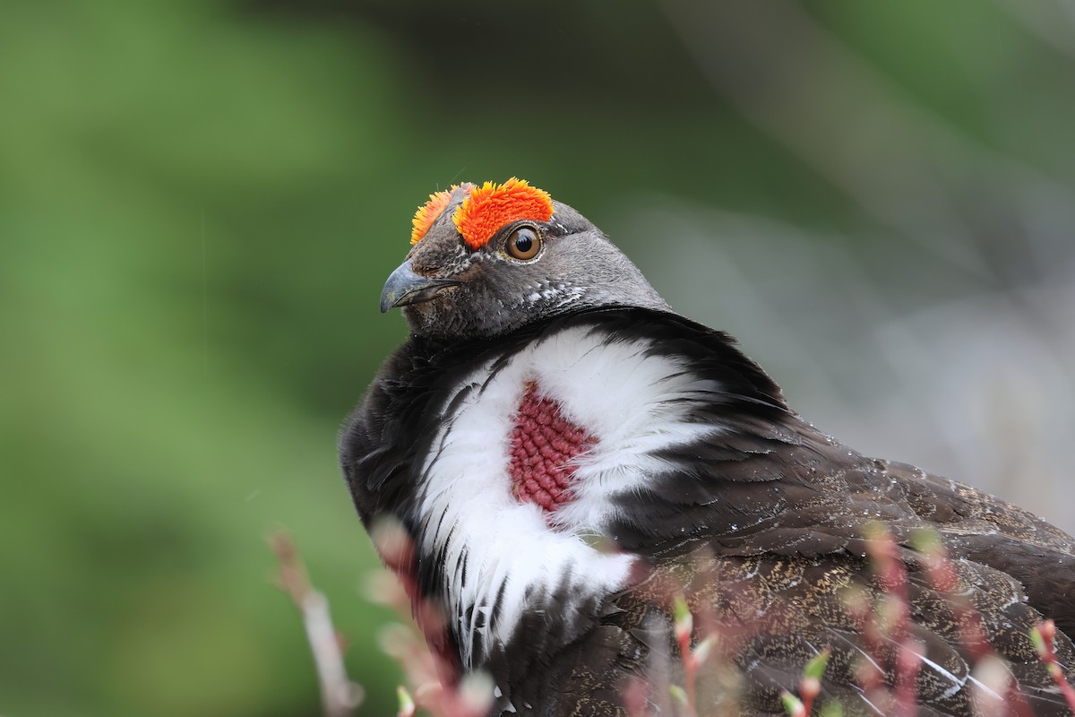 Dusky Grouse - ML658194485