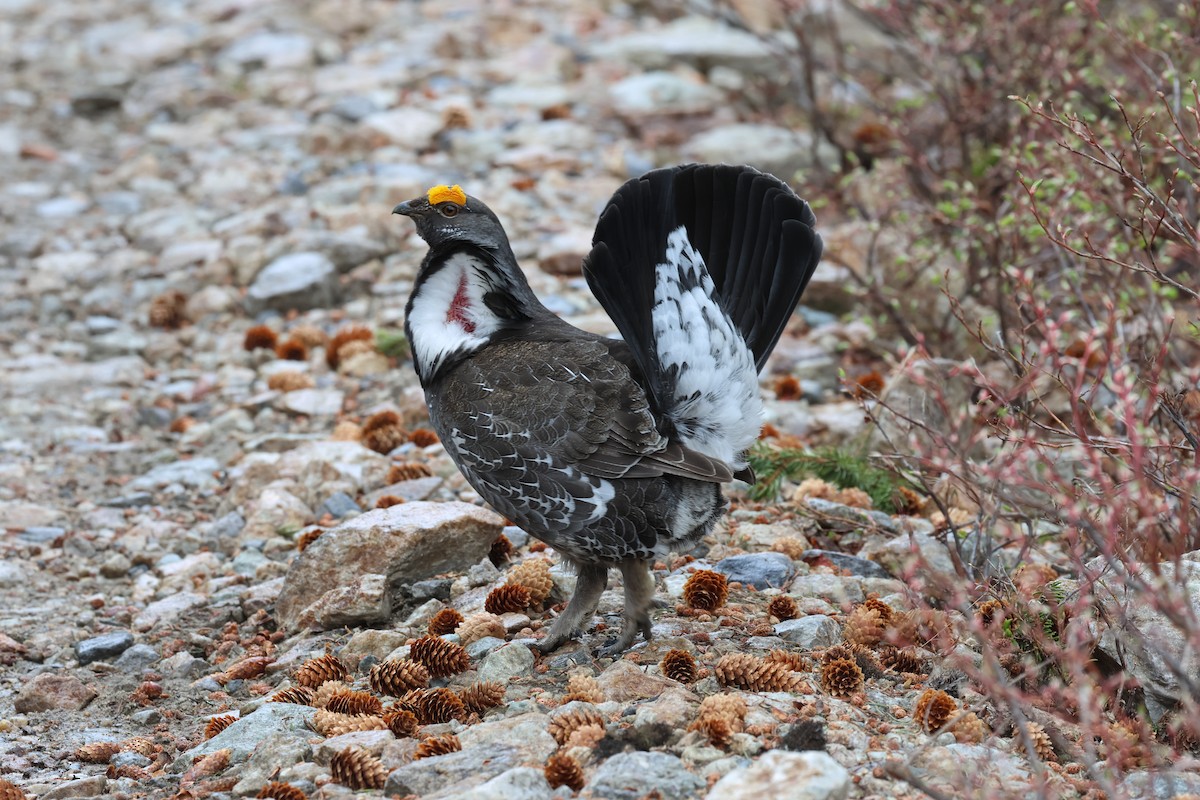 Dusky Grouse - ML658194575