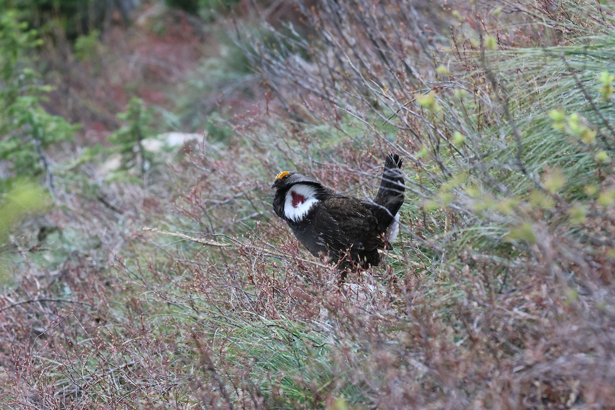Dusky Grouse - ML658194576