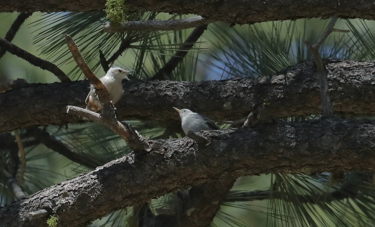 White-breasted Nuthatch (Pacific) - ML658194605