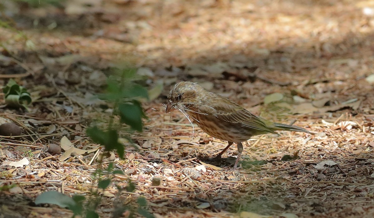 Purple Finch (Western) - ML658194689