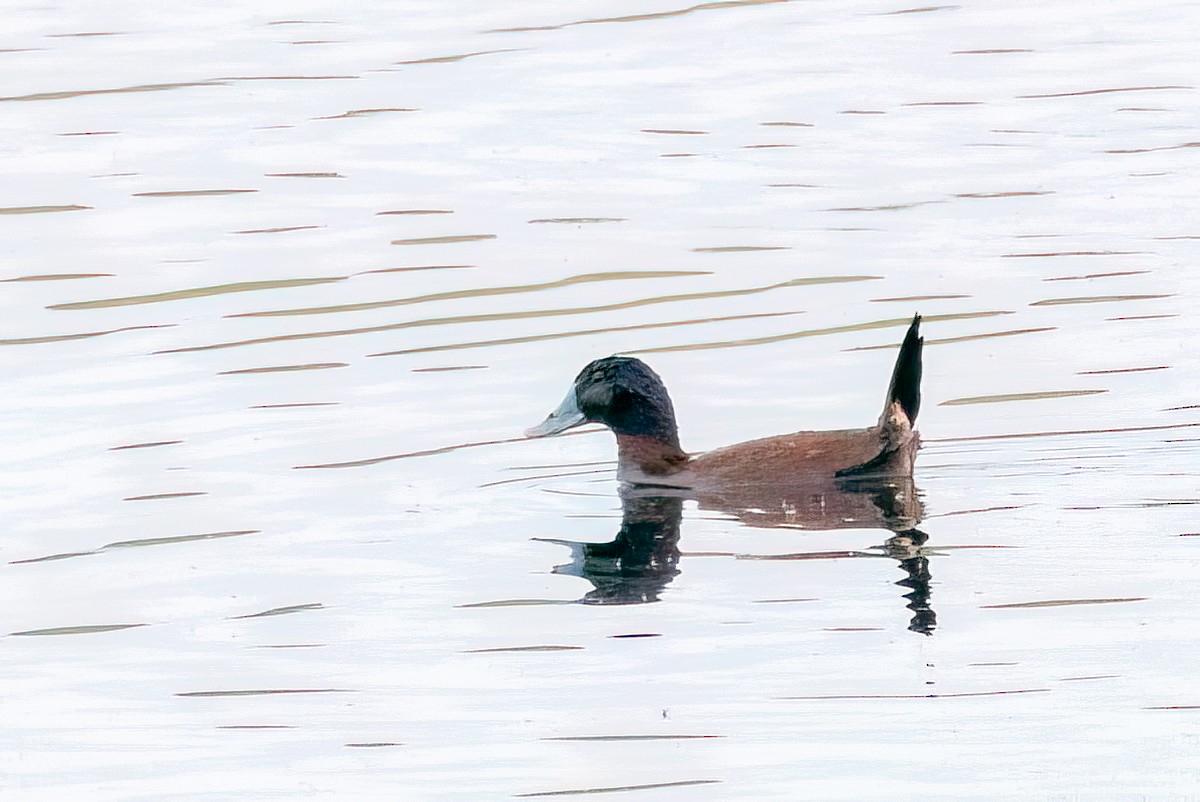 Maccoa Duck - ML658195702