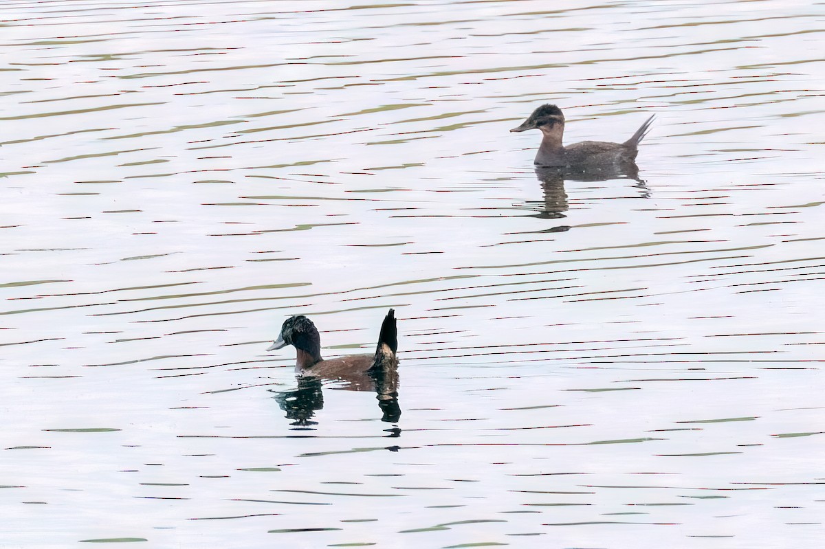 Maccoa Duck - ML658195914