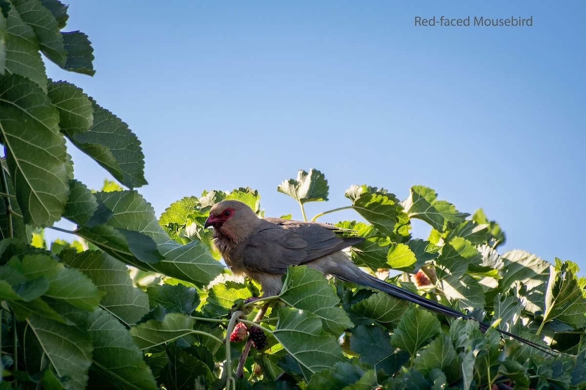 Red-faced Mousebird - ML658196266