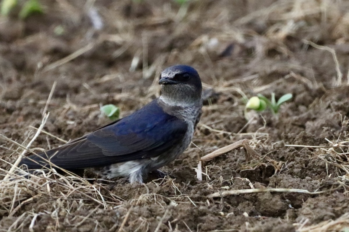 Purple Martin - ML658196285