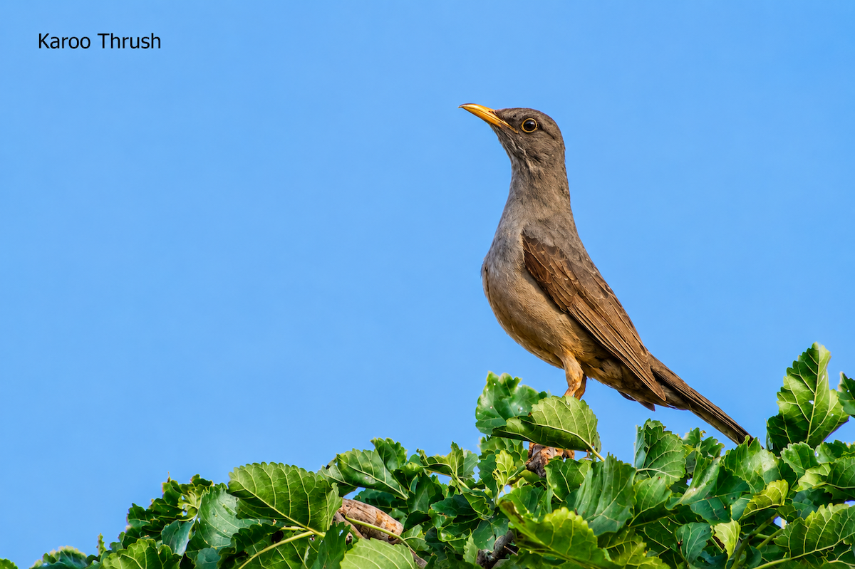 Karoo Thrush - ML658196834