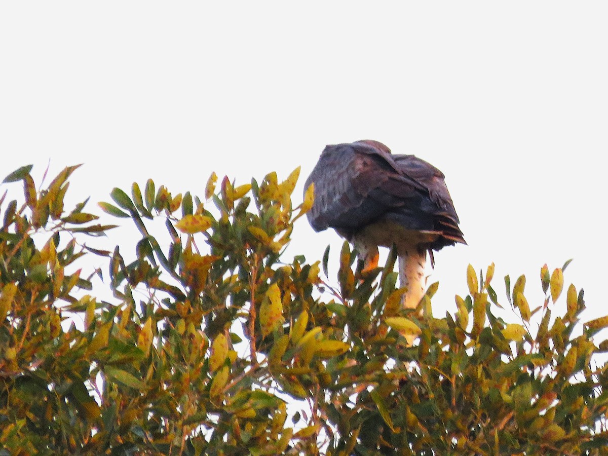 Martial Eagle - ML658197344