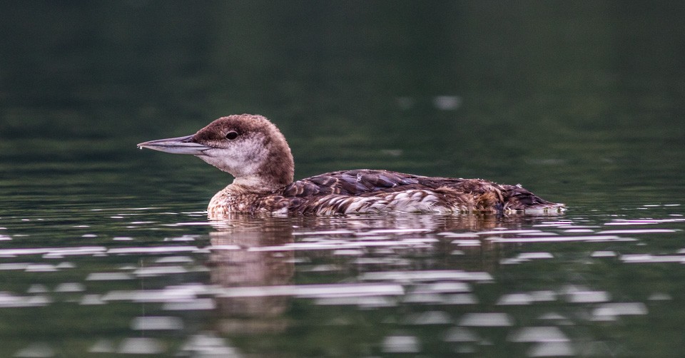 Common Loon - ML65819891