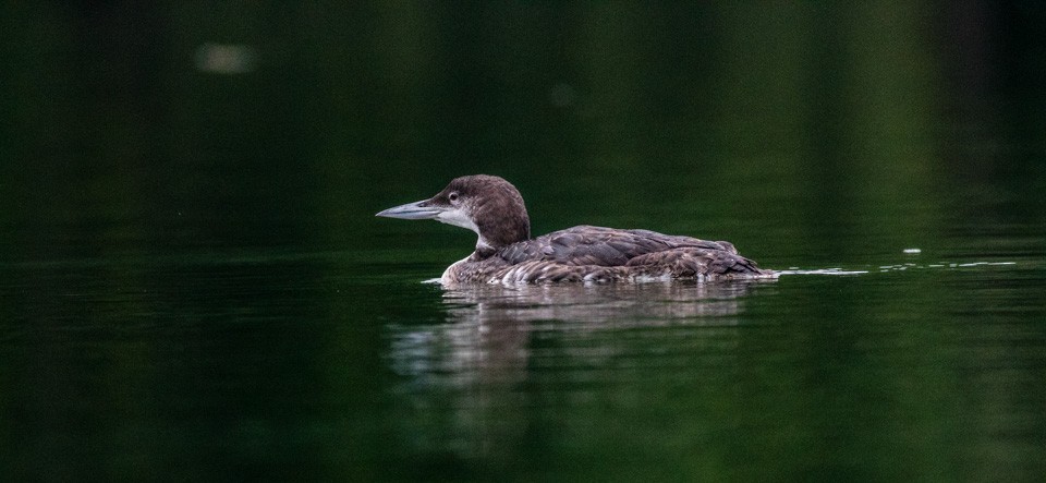 Plongeon huard - ML65819911