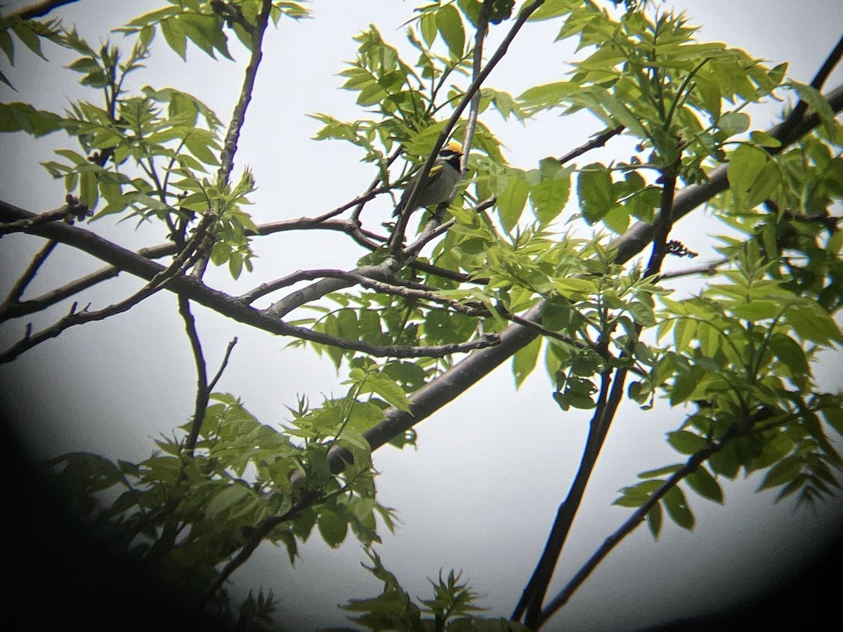 eBird Checklist - 22 May 2026 - High Point SP--Ridge Rd. - 22 species