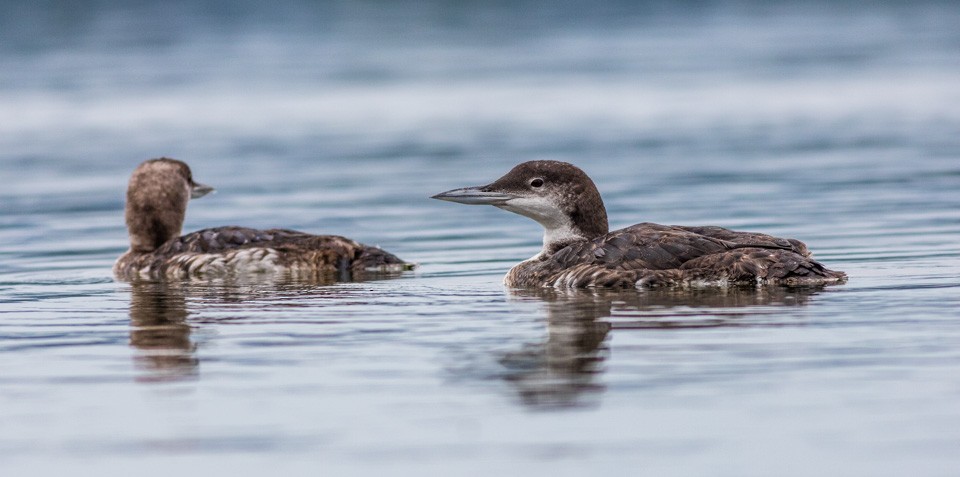 Common Loon - ML65819941