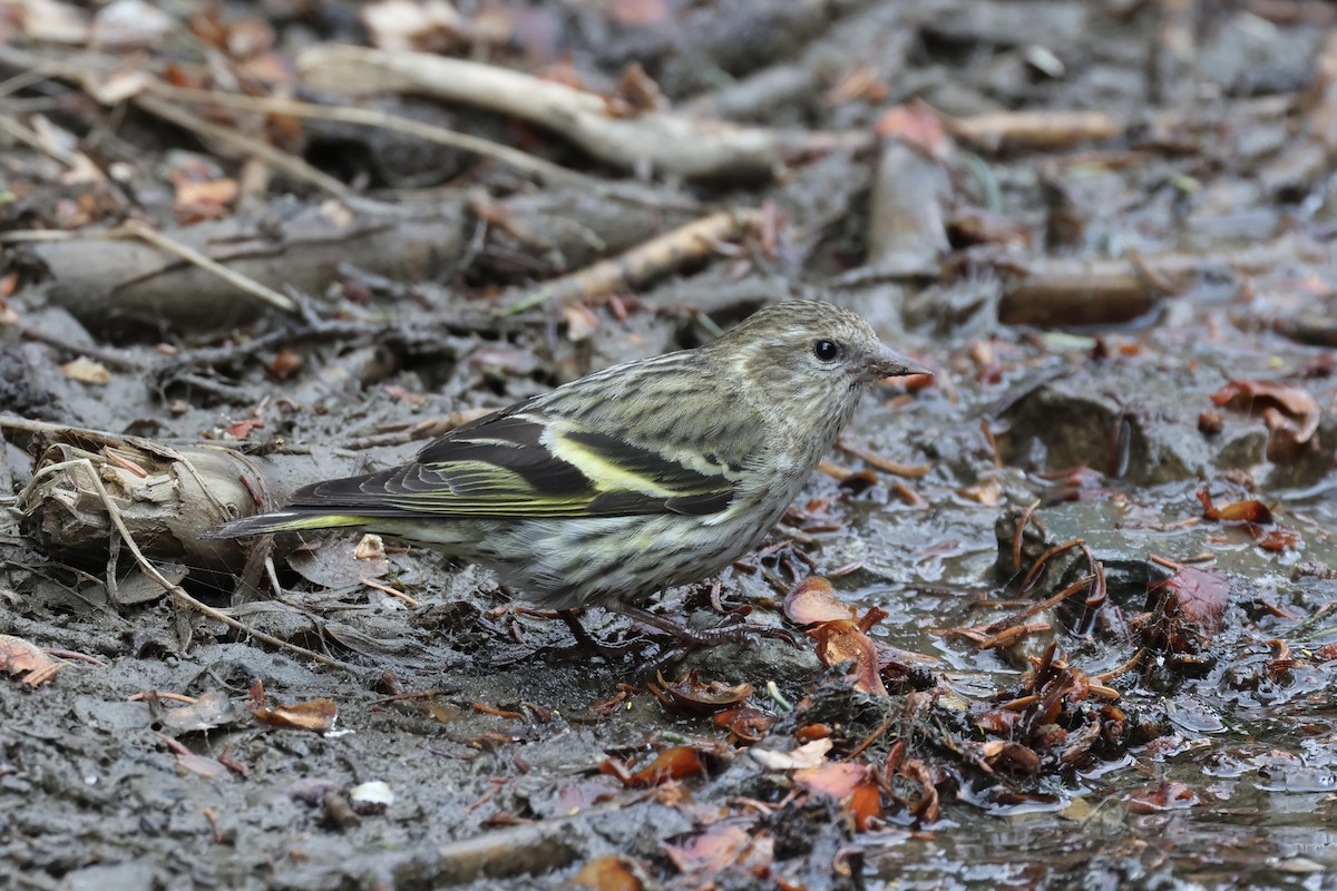 Pine Siskin - ML658201202