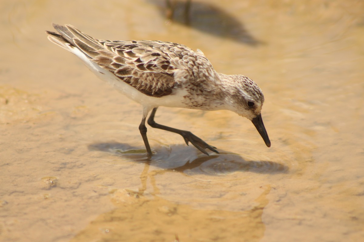 Sandstrandläufer - ML65820201