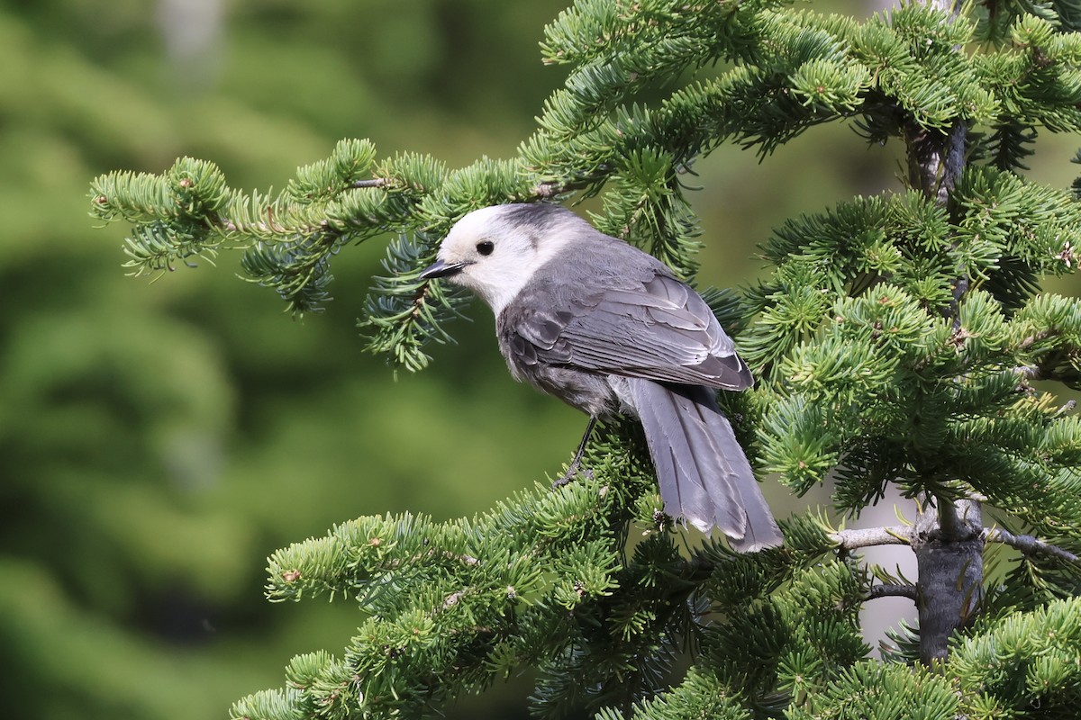 Canada Jay - ML658202555