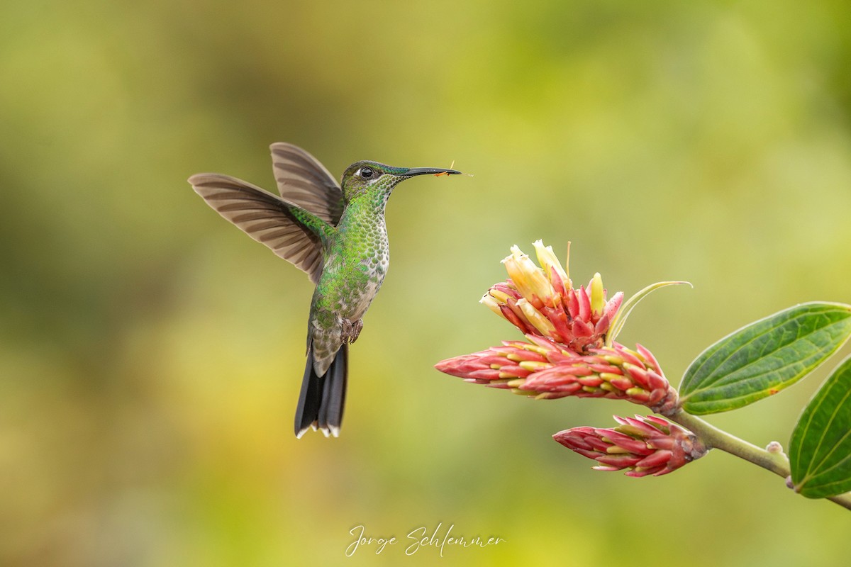 Violettstirn-Brillantkolibri - ML658203279