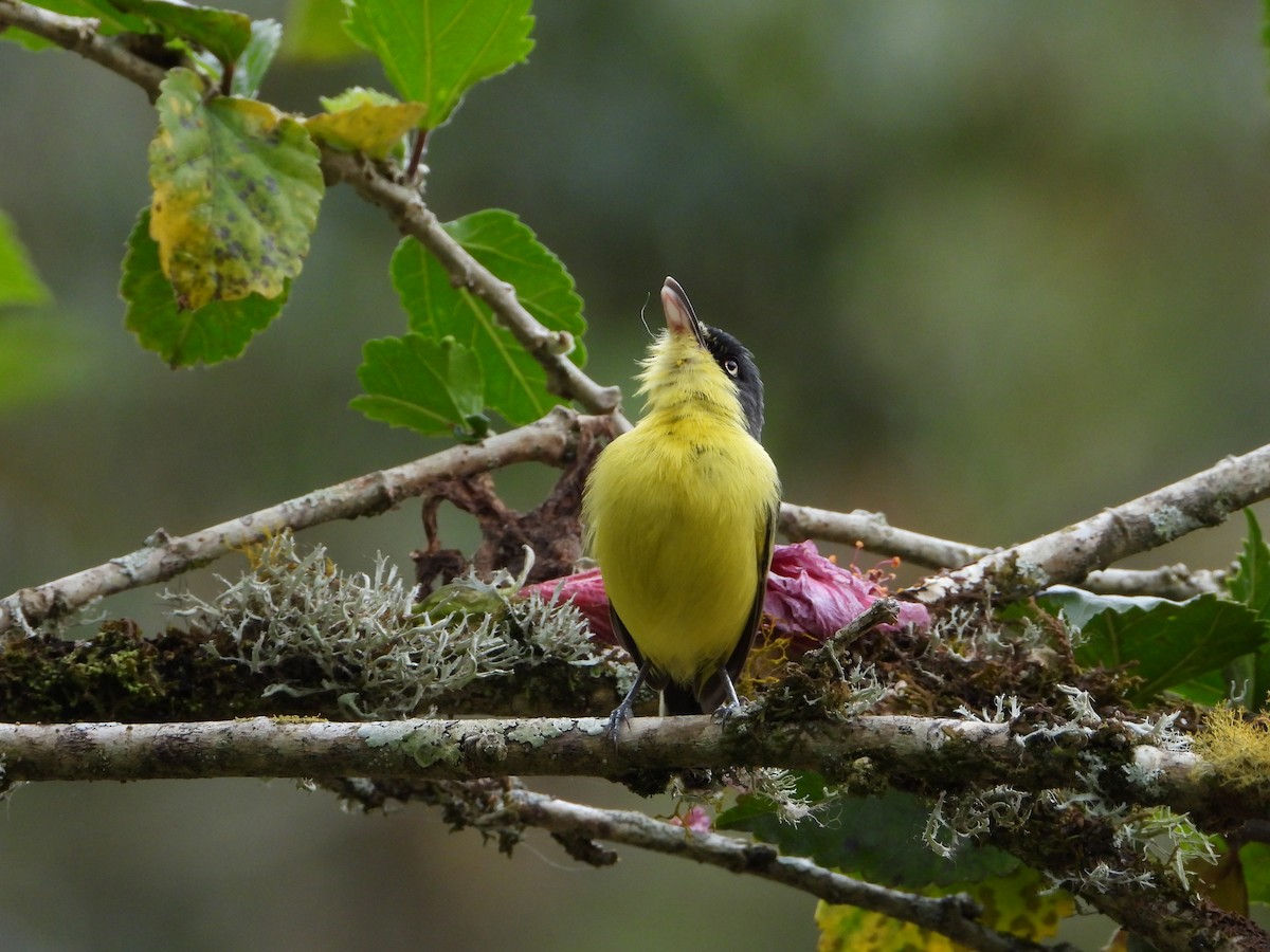Common Tody-Flycatcher - ML658203363