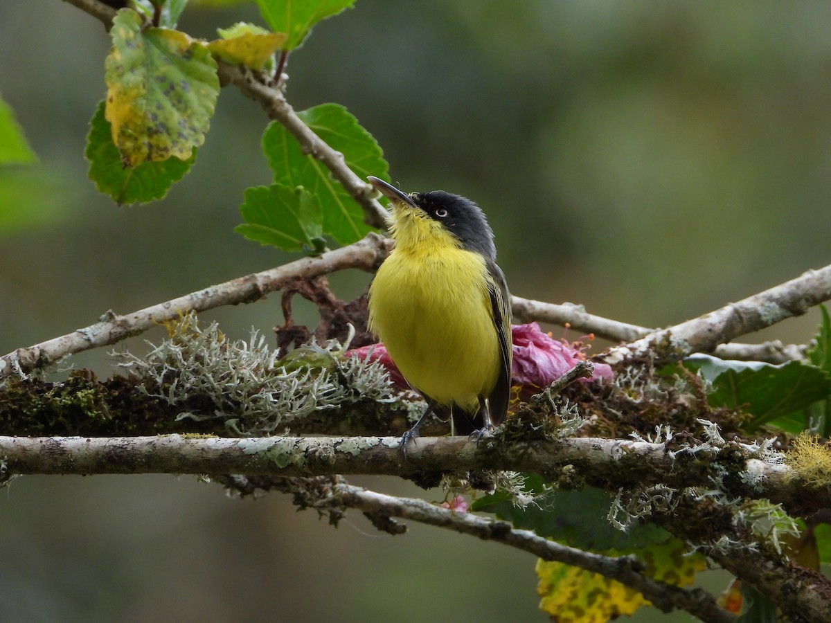 Common Tody-Flycatcher - ML658203364