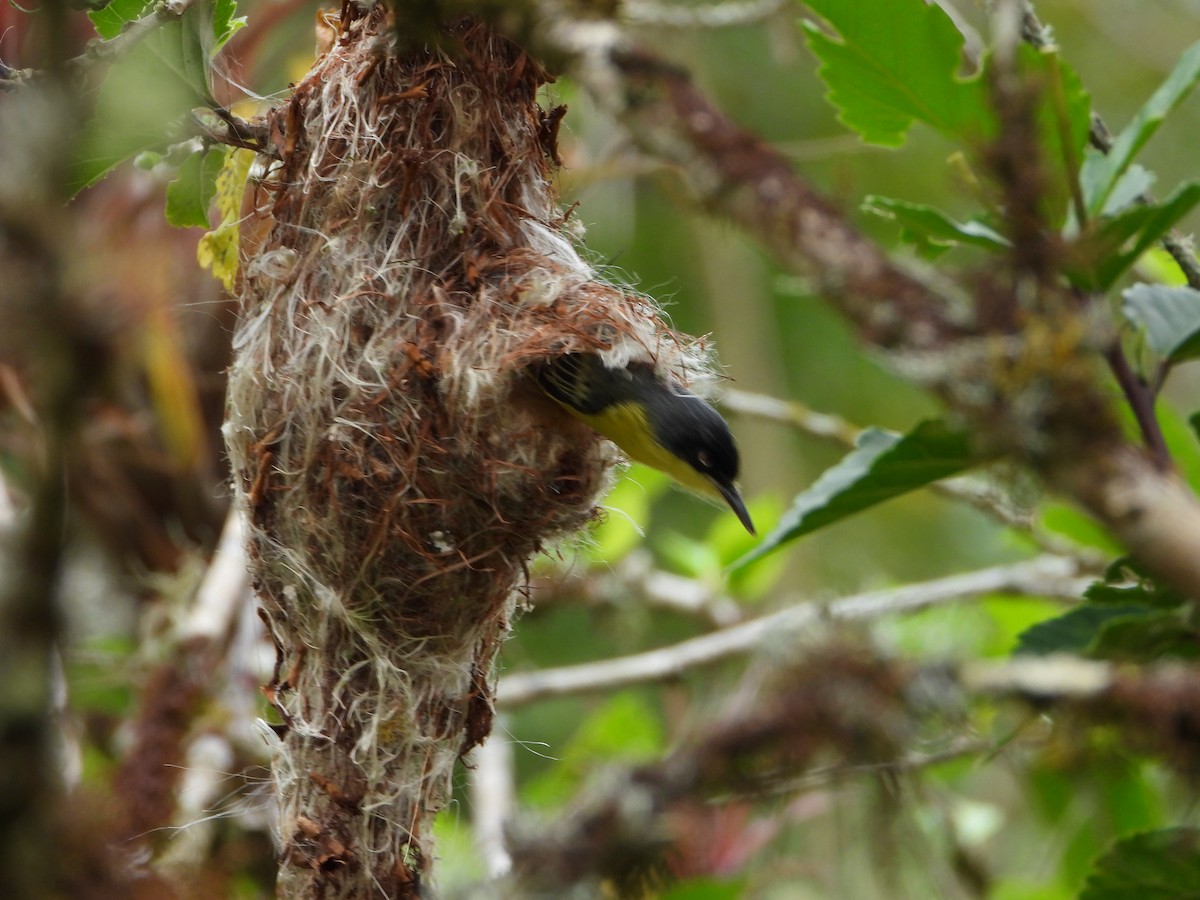 Common Tody-Flycatcher - ML658203367