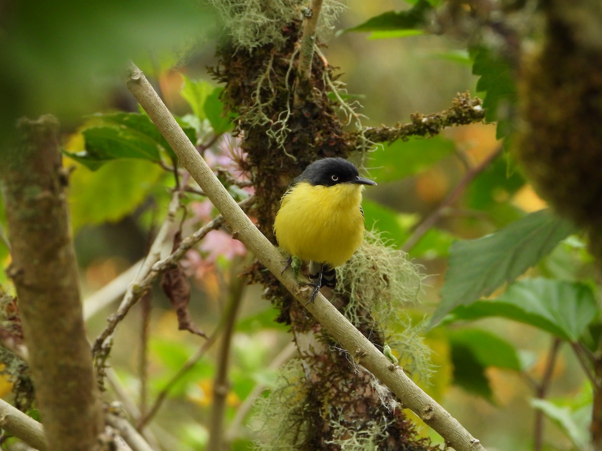 Common Tody-Flycatcher - ML658203368