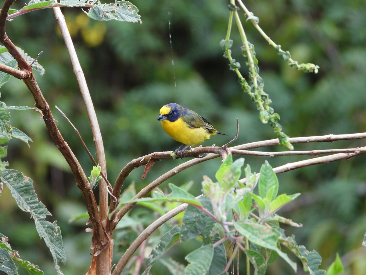 Thick-billed Euphonia - ML658203464