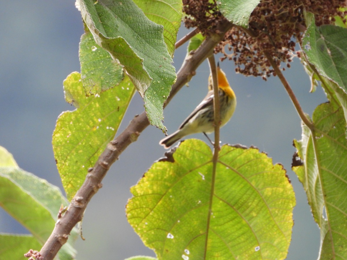 Blackburnian Warbler - ML658203521