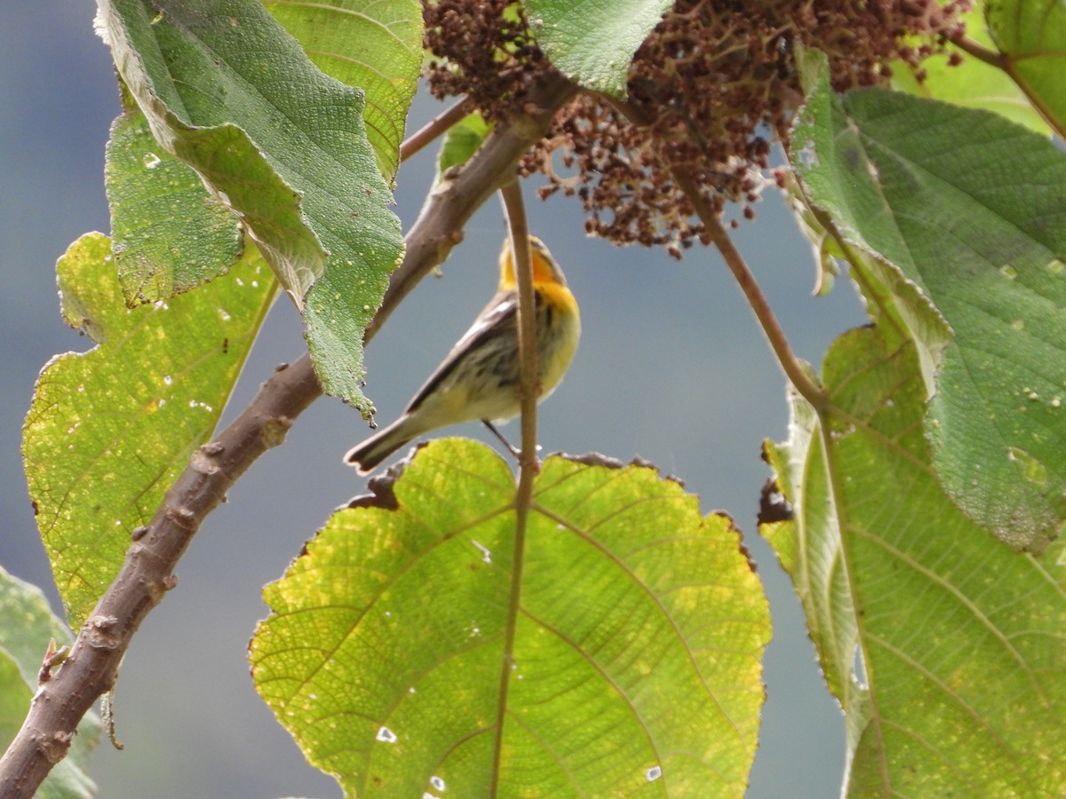 Blackburnian Warbler - ML658203522