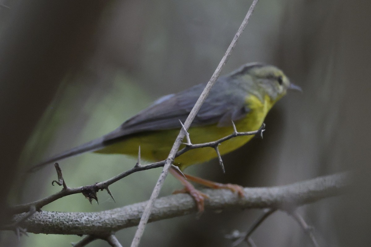 Golden-crowned Warbler - ML658203830