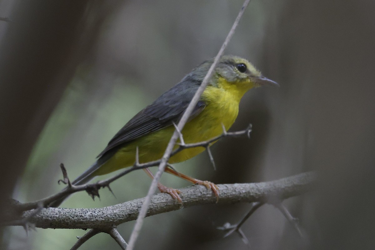 Golden-crowned Warbler - ML658203831