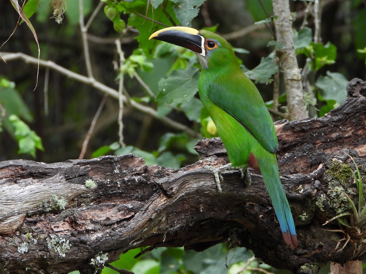 Southern Emerald-Toucanet - ML658203879