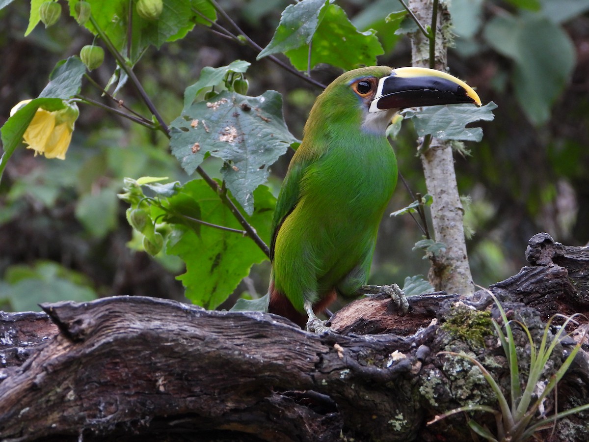 Southern Emerald-Toucanet - ML658203933