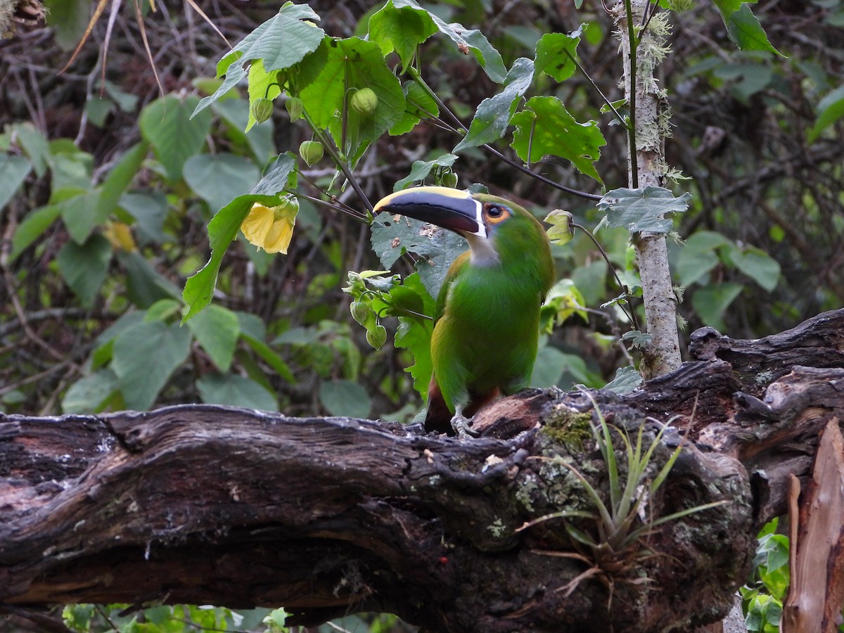 Southern Emerald-Toucanet - ML658203934