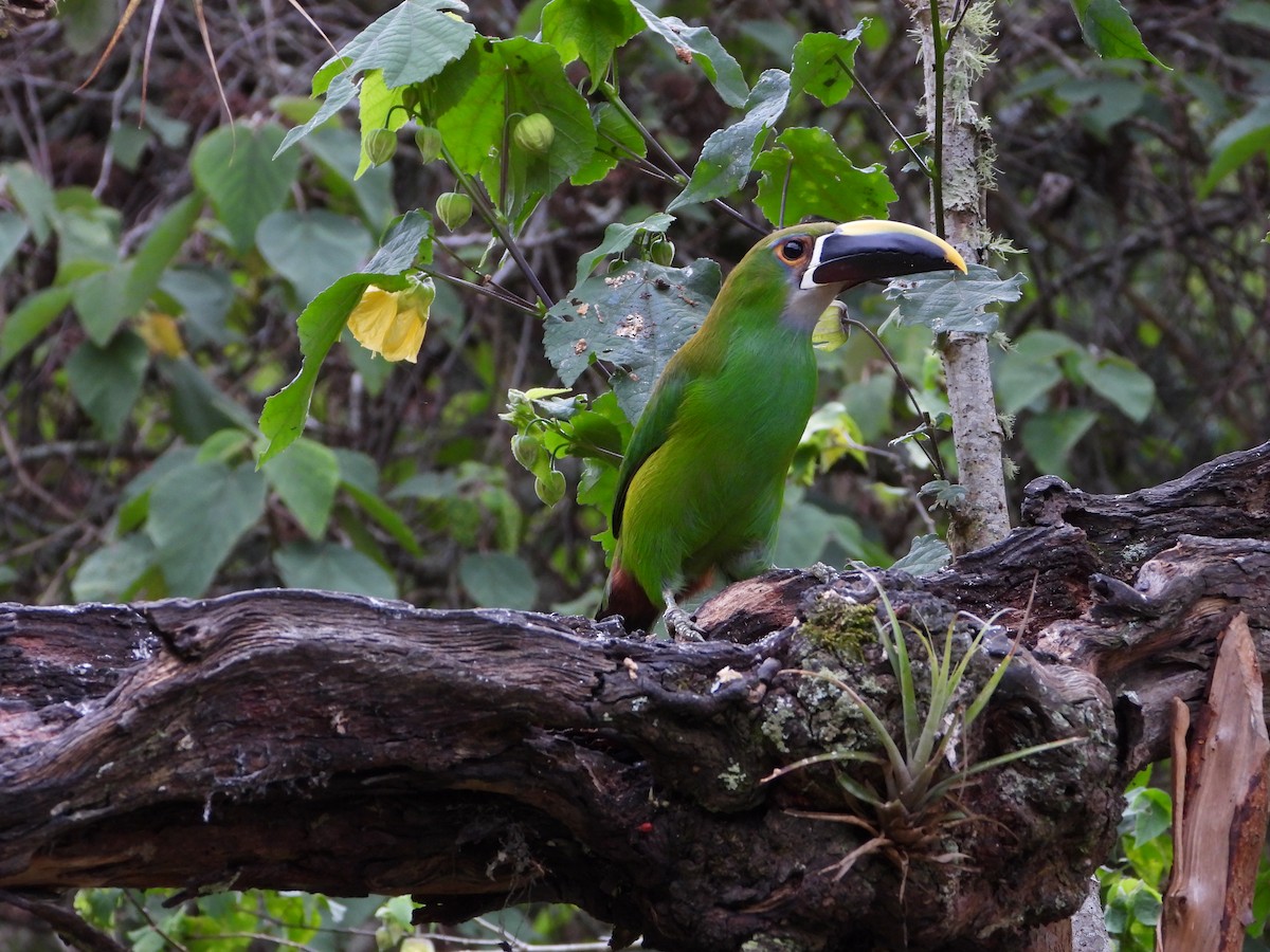 Southern Emerald-Toucanet - ML658203935